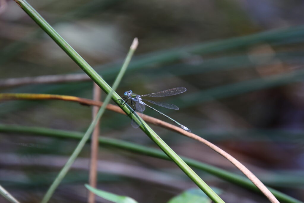 Eine Libelle landet auf einer Binse.