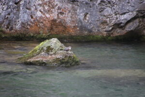 Eine Wasseramsel sitzt auf einem Stein im Fluss.