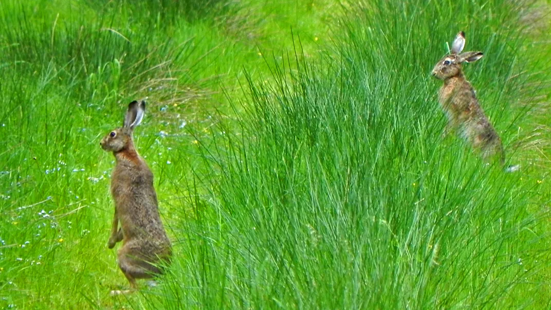 Zwei Feldhasen recken sich in die Höhe, um Ausschau zu halten