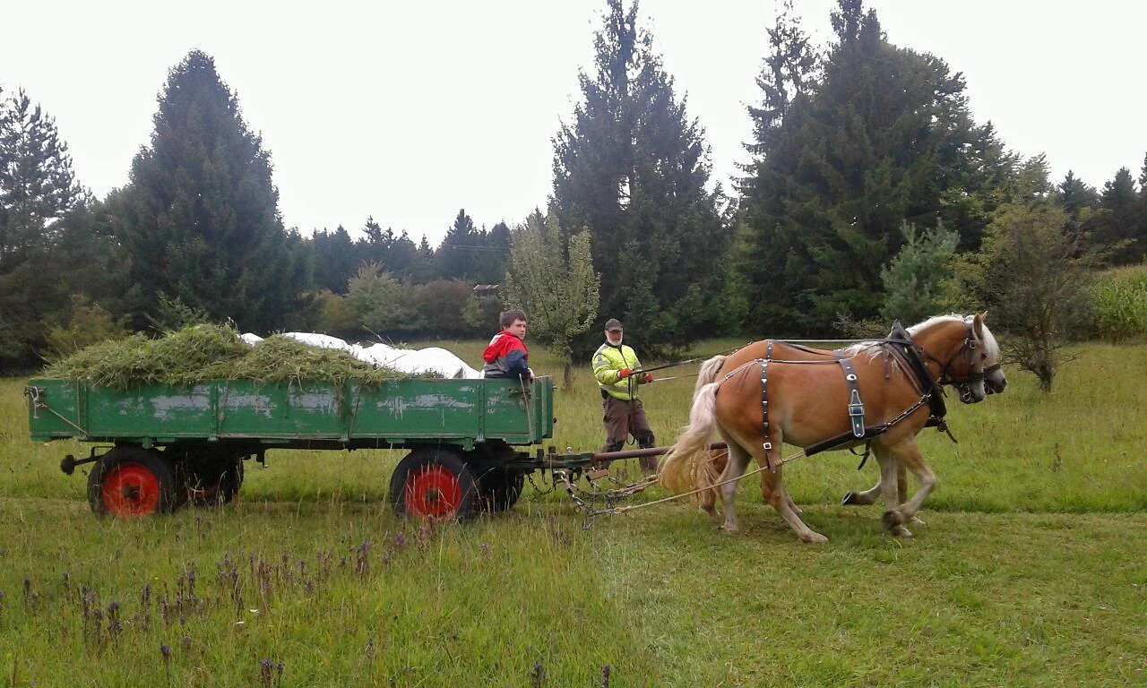 Das Mähgut wird mithilfe eines Pferdegespanns von einer Feuchtwiese abtransportiert.