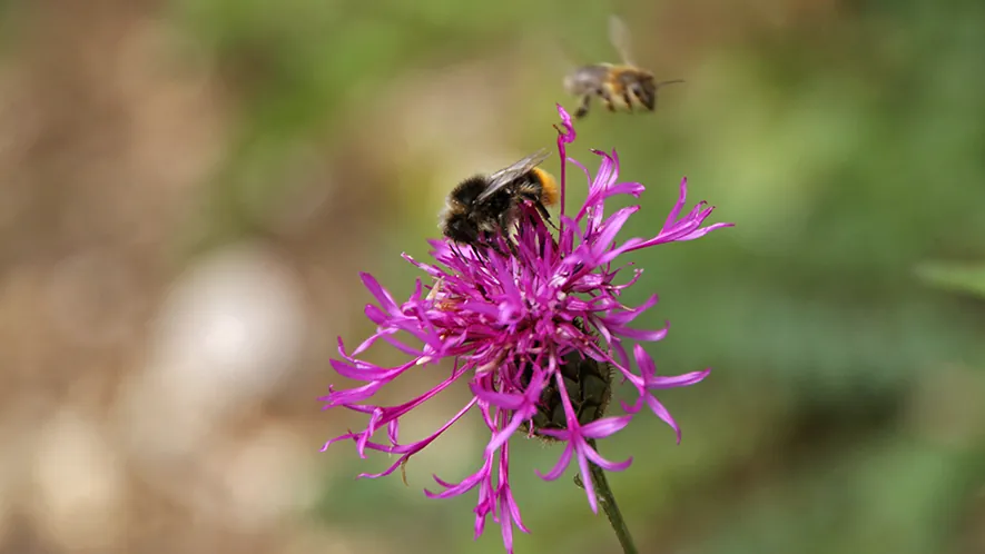 Biene und Hummel laben sich an einer Wiesen-Flockenblume