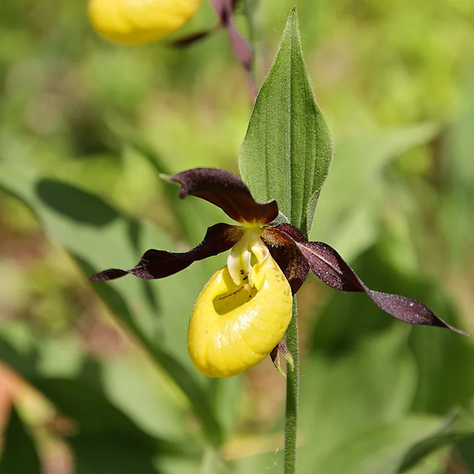 Prachtvolle Blüte: der Frauenschuh, eine heimische Orchideen-Art