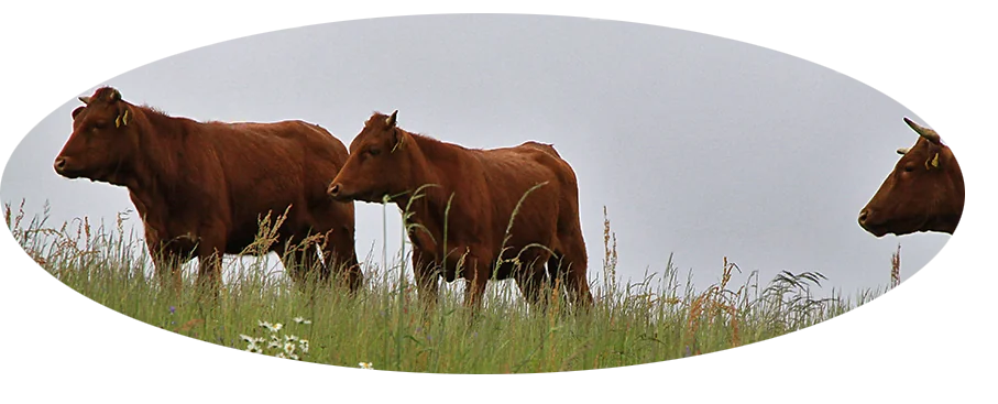 Rinder der Rasse "Rotes Höhenvieh" weiden auf der Grenzmühle