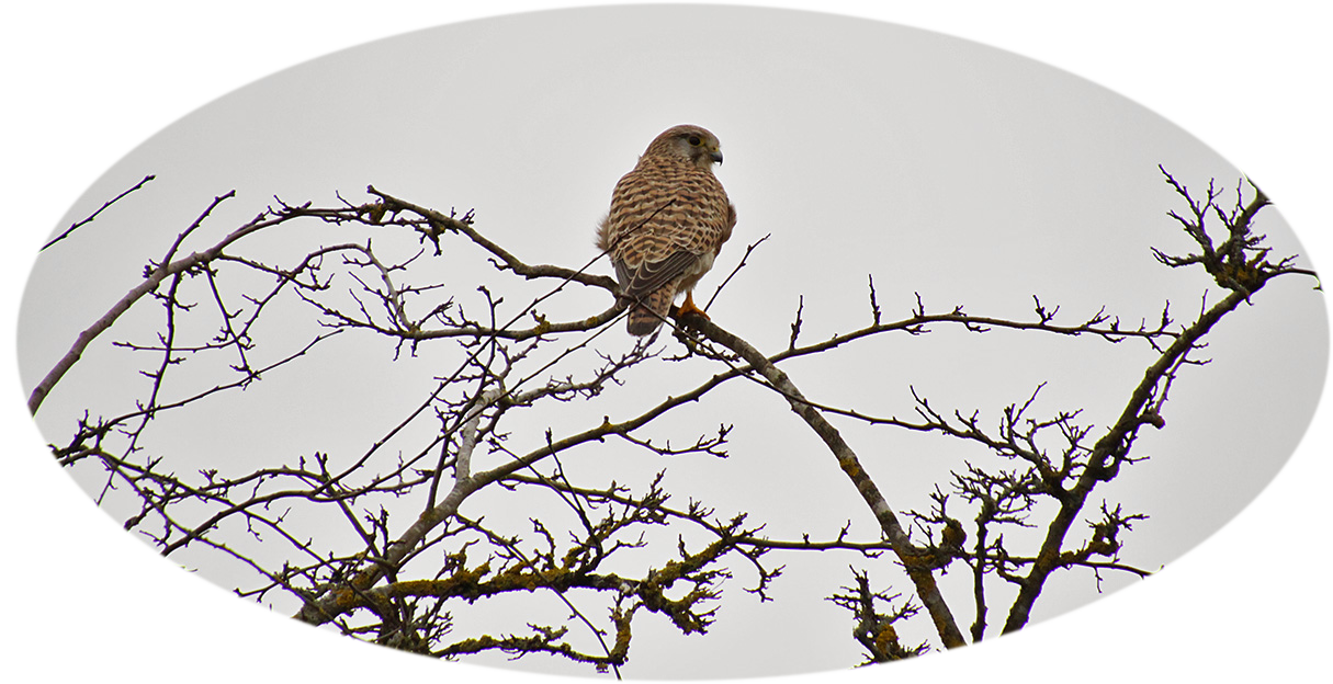 Ein Turmfalke späht nach Beute