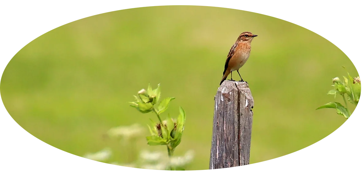 Ein männliches Braunkehlchen sitzt auf einem Holzpflock in einer extensiv bewirtschafteten Wiese