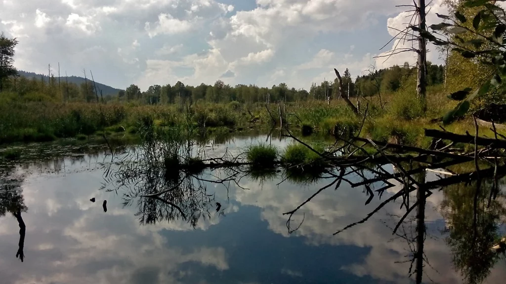 Wasserflächen umgeben von Torfmoos-Beständen sind charakteristisch für das Kulzer und Prackendorfer Moos (Kreis Schwandorf)