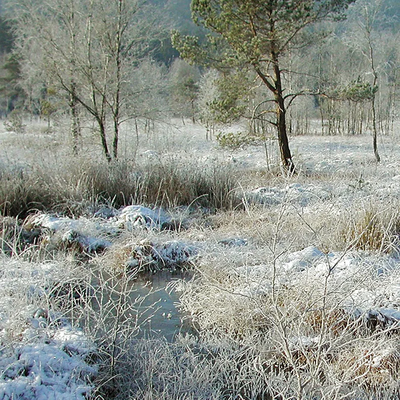 Kulzer Moos - auch im Winter reizvoll