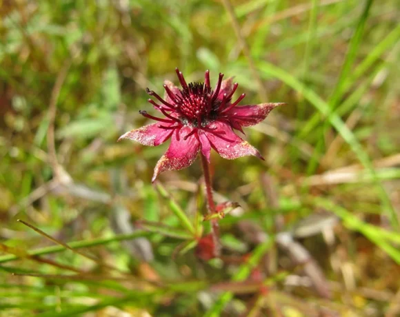Ein blühendes "Sumpfblutauge"