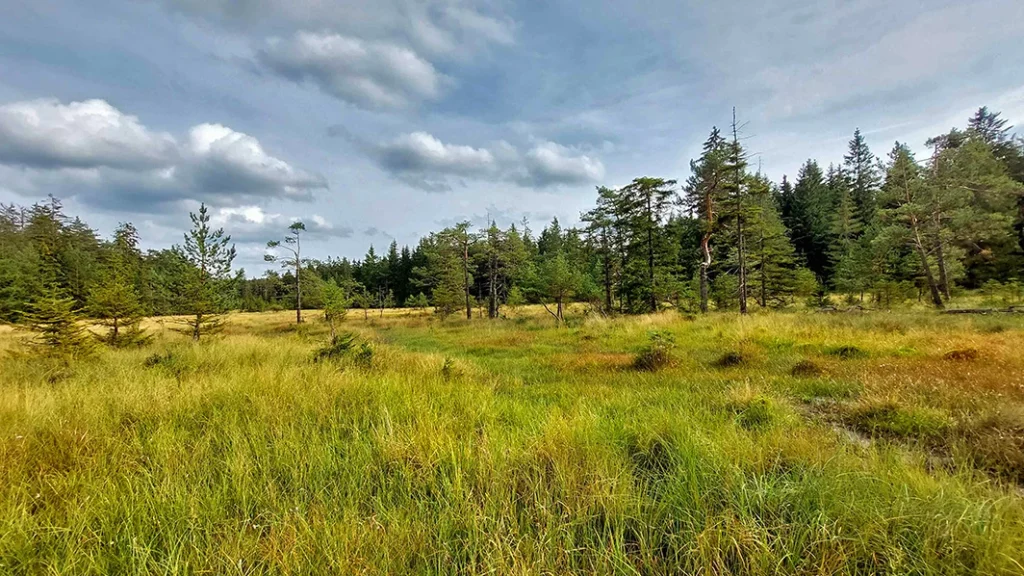 Ein Blick über das Bärnauer Moor (Landkreis Tirschenreuth)