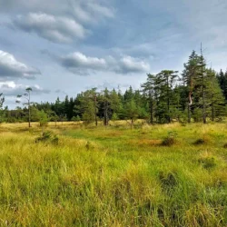 Ein Blick über das Bärnauer Moor (Landkreis Tirschenreuth)