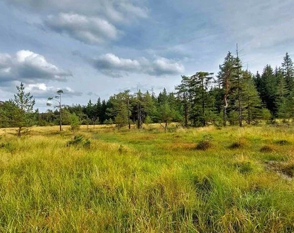 Ein Blick über das Bärnauer Moor (Landkreis Tirschenreuth)
