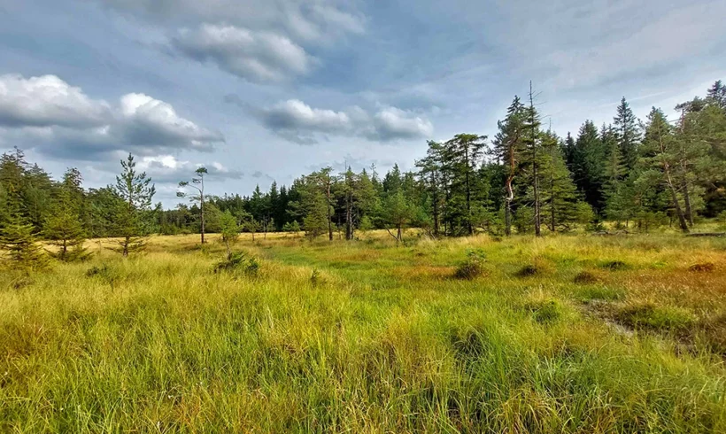 Ein Blick über das Bärnauer Moor (Landkreis Tirschenreuth)