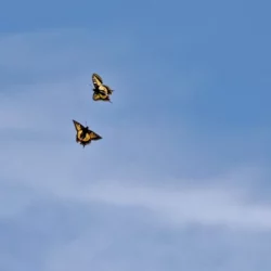 Zwei Schwalbenschwanz-Schmetterlinge tanzen in der Luft