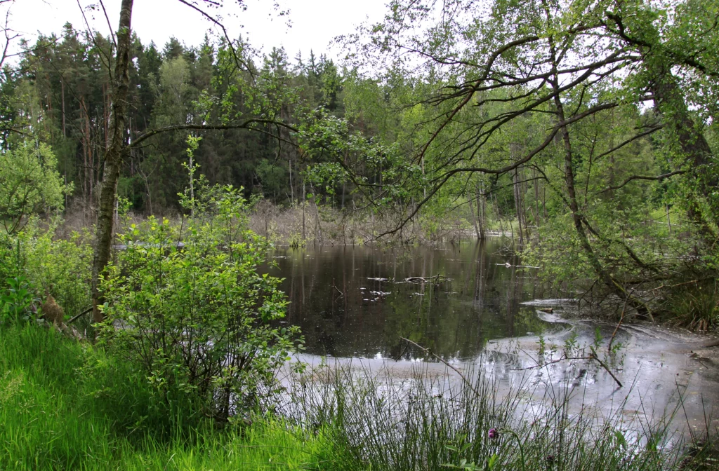 Blick auf den Berr-Weiher