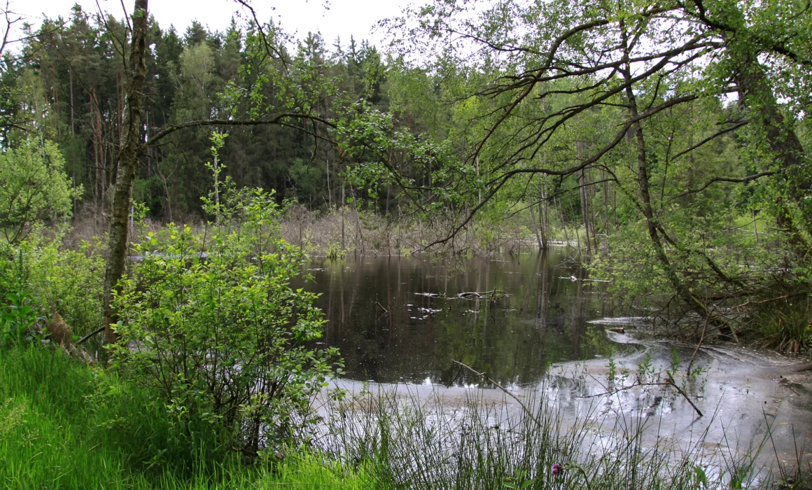 Blick auf den Berr-Weiher