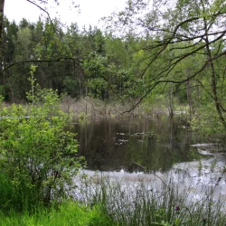 Blick auf den Berr-Weiher