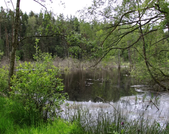 Blick auf den Berr-Weiher
