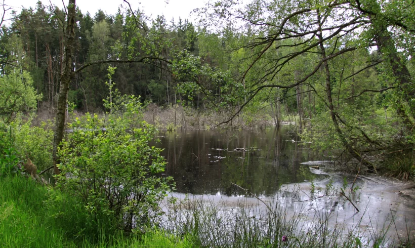 Blick auf den Berr-Weiher