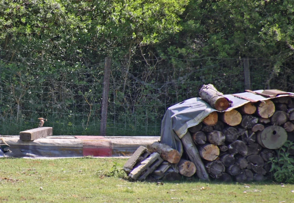 Ein Wiedehopf hat eine dicken Made im Schnabel, mit der er seine Jungen füttern wird.