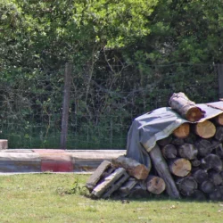 Ein Wiedehopf hat eine dicken Made im Schnabel, mit der er seine Jungen füttern wird.