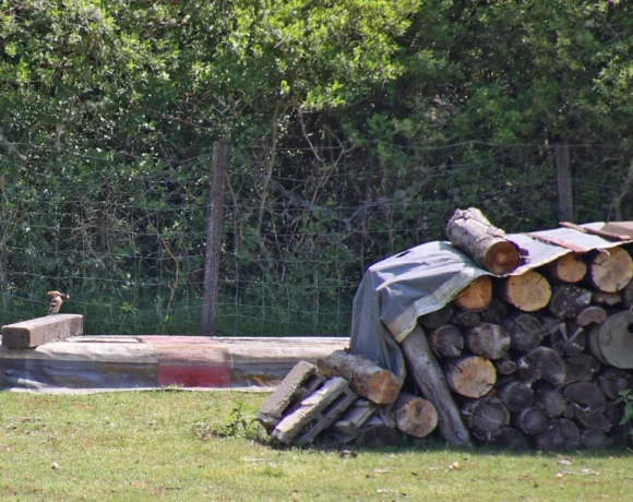 Ein Wiedehopf hat eine dicken Made im Schnabel, mit der er seine Jungen füttern wird.