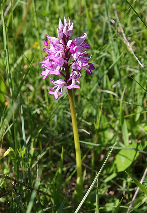 Das Bild zeigt eine Knabenkraut-Orchidee.