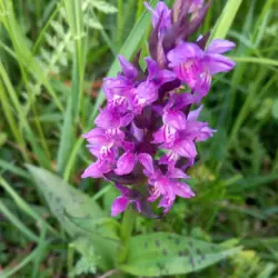 Das Bild zeigt eine Orchidee namens Breitblättriges Knabenkraut, lateinisch Dactylorhiza majalis