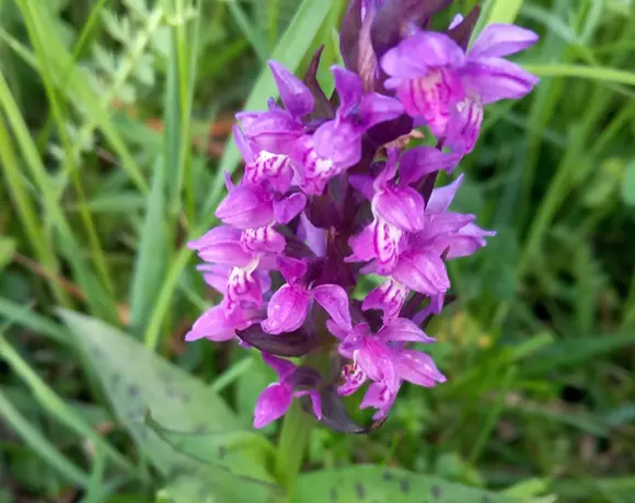 Das Bild zeigt eine Orchidee namens Breitblättriges Knabenkraut, lateinisch Dactylorhiza majalis