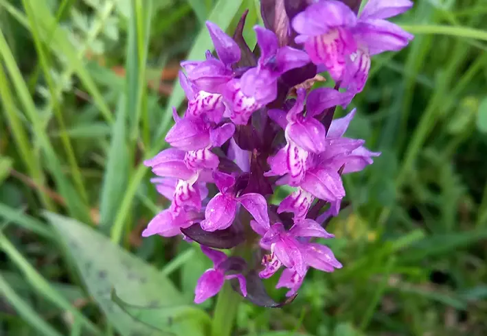 Das Bild zeigt eine Orchidee namens Breitblättriges Knabenkraut, lateinisch Dactylorhiza majalis