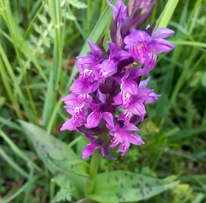 Das Bild zeigt eine Orchidee namens Breitblättriges Knabenkraut, lateinisch Dactylorhiza majalis