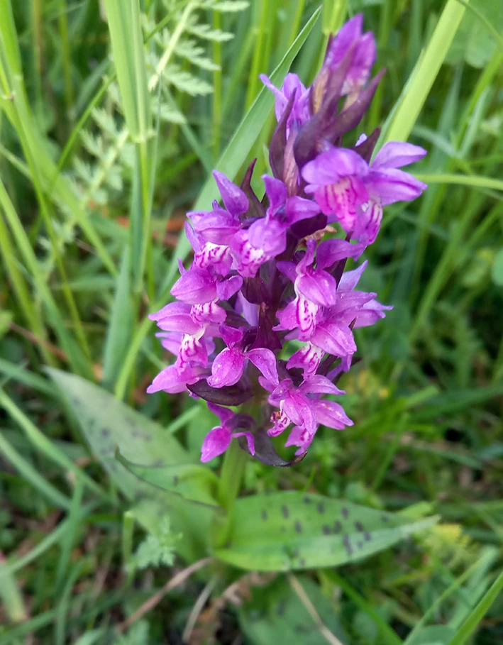 Das Bild zeigt eine Orchidee namens Breitblättriges Knabenkraut, lateinisch Dactylorhiza majalis