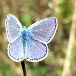 Das Bild zeigt einen Schmetterling namens Hauhechel-Bläuling.