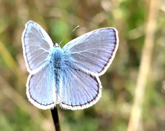 Das Bild zeigt einen Schmetterling namens Hauhechel-Bläuling.
