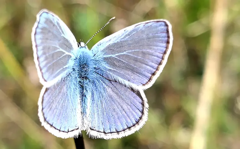 Das Bild zeigt einen Schmetterling namens Hauhechel-Bläuling.