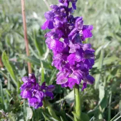 Das Bild zeigt eine Orchidee namens Kleines Knabenkraut, lateinisch Anacamptis morio