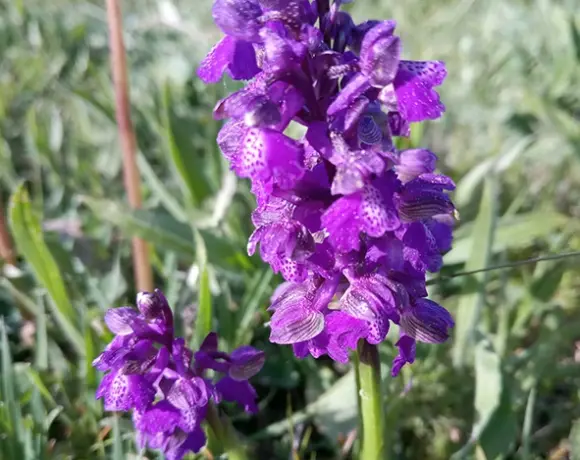 Das Bild zeigt eine Orchidee namens Kleines Knabenkraut, lateinisch Anacamptis morio