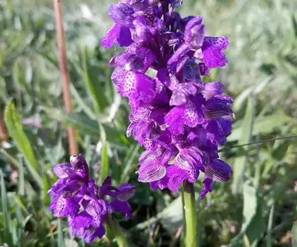 Das Bild zeigt eine Orchidee namens Kleines Knabenkraut, lateinisch Anacamptis morio