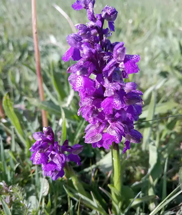 Das Bild zeigt eine Orchidee namens Kleines Knabenkraut, lateinisch Anacamptis morio